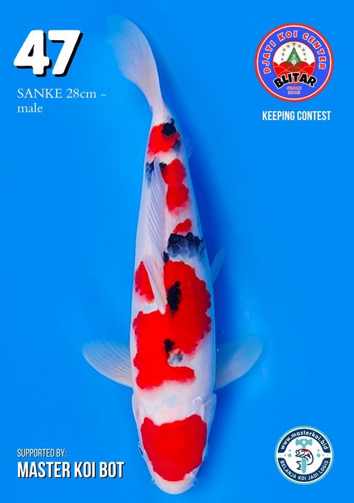 Lelang Koi Online, Jual Beli Ikan Koi, Pusat Jual Beli Koi, Info Lelang Koi Hari Ini, Platform Jual Beli Koi, Jual Beli Ikan Koi Online, Marketplace Ikan Koi, Jual Koi Terbaik, Tempat Beli Koi Berkualitas, Pasar Ikan Koi Online Terpercaya, Penjual Ikan Koi Terpercaya, Beli Koi Hias Online, Ikan Koi untuk Dijual, Koi Kualitas Terbaik, Toko Online Ikan Koi, Koi Hias Untuk Dijual, Jual Beli Ikan Koi Lokal, Koi Indonesia Online, Pusat Jual Beli Koi Terbesar