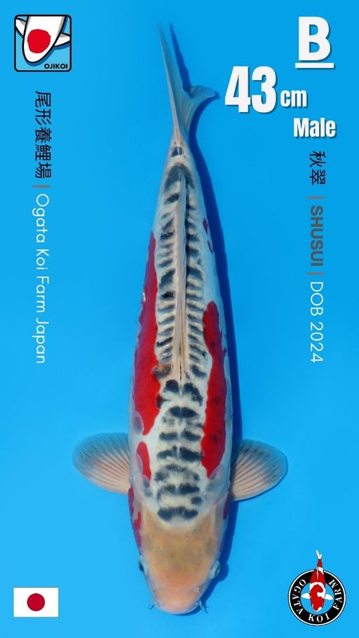 Lelang Koi Online, Jual Beli Ikan Koi, Pusat Jual Beli Koi, Info Lelang Koi Hari Ini, Platform Jual Beli Koi, Jual Beli Ikan Koi Online, Marketplace Ikan Koi, Jual Koi Terbaik, Tempat Beli Koi Berkualitas, Pasar Ikan Koi Online Terpercaya, Penjual Ikan Koi Terpercaya, Beli Koi Hias Online, Ikan Koi untuk Dijual, Koi Kualitas Terbaik, Toko Online Ikan Koi, Koi Hias Untuk Dijual, Jual Beli Ikan Koi Lokal, Koi Indonesia Online, Pusat Jual Beli Koi Terbesar