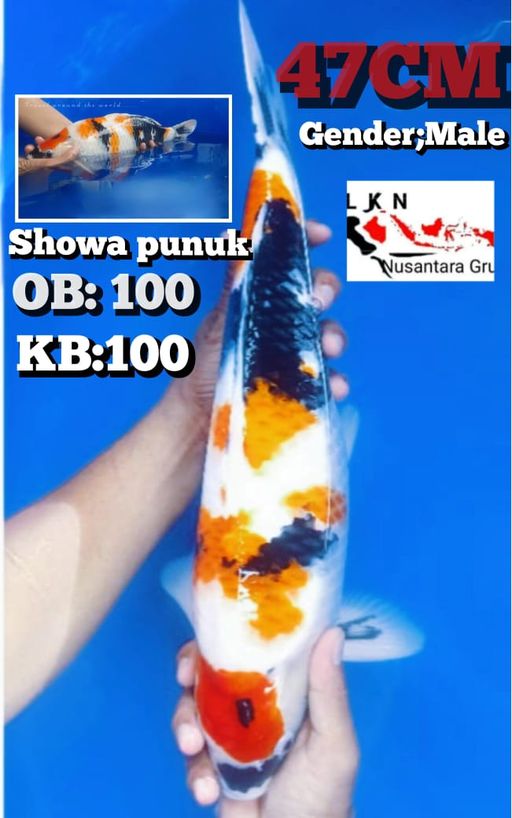 Lelang Koi Online, Jual Beli Ikan Koi, Pusat Jual Beli Koi, Info Lelang Koi Hari Ini, Platform Jual Beli Koi, Jual Beli Ikan Koi Online, Marketplace Ikan Koi, Jual Koi Terbaik, Tempat Beli Koi Berkualitas, Pasar Ikan Koi Online Terpercaya, Penjual Ikan Koi Terpercaya, Beli Koi Hias Online, Ikan Koi untuk Dijual, Koi Kualitas Terbaik, Toko Online Ikan Koi, Koi Hias Untuk Dijual, Jual Beli Ikan Koi Lokal, Koi Indonesia Online, Pusat Jual Beli Koi Terbesar