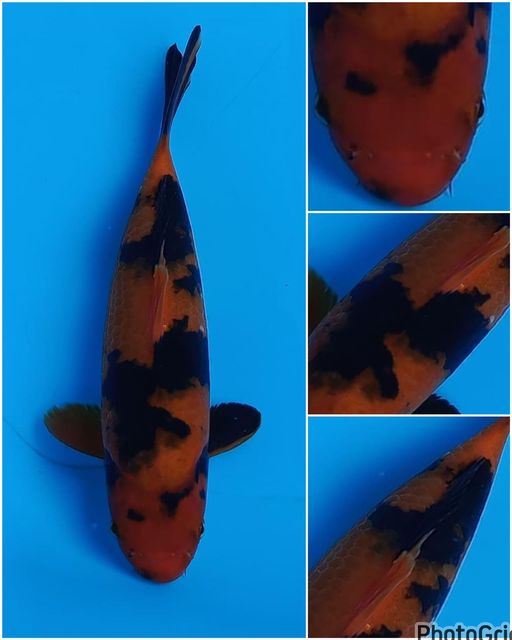 Lelang Koi Online, Jual Beli Ikan Koi, Pusat Jual Beli Koi, Info Lelang Koi Hari Ini, Platform Jual Beli Koi, Jual Beli Ikan Koi Online, Marketplace Ikan Koi, Jual Koi Terbaik, Tempat Beli Koi Berkualitas, Pasar Ikan Koi Online Terpercaya, Penjual Ikan Koi Terpercaya, Beli Koi Hias Online, Ikan Koi untuk Dijual, Koi Kualitas Terbaik, Toko Online Ikan Koi, Koi Hias Untuk Dijual, Jual Beli Ikan Koi Lokal, Koi Indonesia Online, Pusat Jual Beli Koi Terbesar