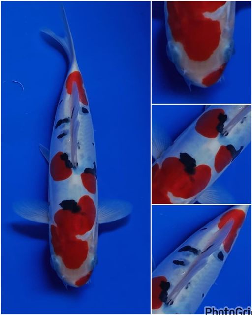 Lelang Koi Online, Jual Beli Ikan Koi, Pusat Jual Beli Koi, Info Lelang Koi Hari Ini, Platform Jual Beli Koi, Jual Beli Ikan Koi Online, Marketplace Ikan Koi, Jual Koi Terbaik, Tempat Beli Koi Berkualitas, Pasar Ikan Koi Online Terpercaya, Penjual Ikan Koi Terpercaya, Beli Koi Hias Online, Ikan Koi untuk Dijual, Koi Kualitas Terbaik, Toko Online Ikan Koi, Koi Hias Untuk Dijual, Jual Beli Ikan Koi Lokal, Koi Indonesia Online, Pusat Jual Beli Koi Terbesar