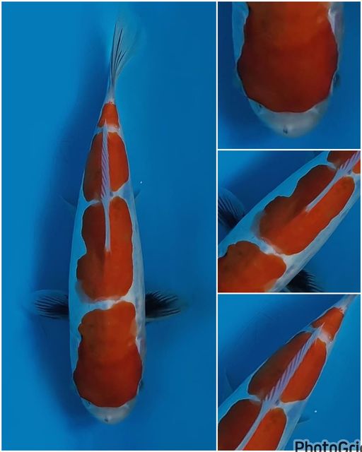 Lelang Koi Online, Jual Beli Ikan Koi, Pusat Jual Beli Koi, Info Lelang Koi Hari Ini, Platform Jual Beli Koi, Jual Beli Ikan Koi Online, Marketplace Ikan Koi, Jual Koi Terbaik, Tempat Beli Koi Berkualitas, Pasar Ikan Koi Online Terpercaya, Penjual Ikan Koi Terpercaya, Beli Koi Hias Online, Ikan Koi untuk Dijual, Koi Kualitas Terbaik, Toko Online Ikan Koi, Koi Hias Untuk Dijual, Jual Beli Ikan Koi Lokal, Koi Indonesia Online, Pusat Jual Beli Koi Terbesar