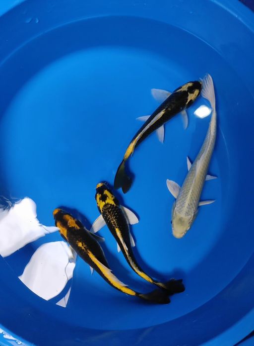 Lelang Koi Online, Jual Beli Ikan Koi, Pusat Jual Beli Koi, Info Lelang Koi Hari Ini, Platform Jual Beli Koi, Jual Beli Ikan Koi Online, Marketplace Ikan Koi, Jual Koi Terbaik, Tempat Beli Koi Berkualitas, Pasar Ikan Koi Online Terpercaya, Penjual Ikan Koi Terpercaya, Beli Koi Hias Online, Ikan Koi untuk Dijual, Koi Kualitas Terbaik, Toko Online Ikan Koi, Koi Hias Untuk Dijual, Jual Beli Ikan Koi Lokal, Koi Indonesia Online, Pusat Jual Beli Koi Terbesar