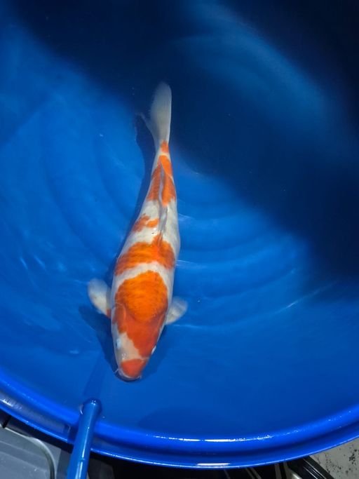 Lelang Koi Online, Jual Beli Ikan Koi, Pusat Jual Beli Koi, Info Lelang Koi Hari Ini, Platform Jual Beli Koi, Jual Beli Ikan Koi Online, Marketplace Ikan Koi, Jual Koi Terbaik, Tempat Beli Koi Berkualitas, Pasar Ikan Koi Online Terpercaya, Penjual Ikan Koi Terpercaya, Beli Koi Hias Online, Ikan Koi untuk Dijual, Koi Kualitas Terbaik, Toko Online Ikan Koi, Koi Hias Untuk Dijual, Jual Beli Ikan Koi Lokal, Koi Indonesia Online, Pusat Jual Beli Koi Terbesar