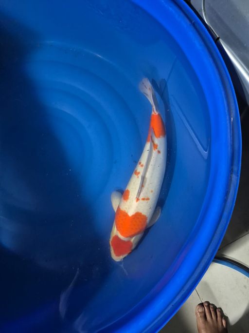 Lelang Koi Online, Jual Beli Ikan Koi, Pusat Jual Beli Koi, Info Lelang Koi Hari Ini, Platform Jual Beli Koi, Jual Beli Ikan Koi Online, Marketplace Ikan Koi, Jual Koi Terbaik, Tempat Beli Koi Berkualitas, Pasar Ikan Koi Online Terpercaya, Penjual Ikan Koi Terpercaya, Beli Koi Hias Online, Ikan Koi untuk Dijual, Koi Kualitas Terbaik, Toko Online Ikan Koi, Koi Hias Untuk Dijual, Jual Beli Ikan Koi Lokal, Koi Indonesia Online, Pusat Jual Beli Koi Terbesar