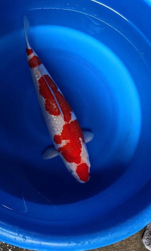 Lelang Koi Online, Jual Beli Ikan Koi, Pusat Jual Beli Koi, Info Lelang Koi Hari Ini, Platform Jual Beli Koi, Jual Beli Ikan Koi Online, Marketplace Ikan Koi, Jual Koi Terbaik, Tempat Beli Koi Berkualitas, Pasar Ikan Koi Online Terpercaya, Penjual Ikan Koi Terpercaya, Beli Koi Hias Online, Ikan Koi untuk Dijual, Koi Kualitas Terbaik, Toko Online Ikan Koi, Koi Hias Untuk Dijual, Jual Beli Ikan Koi Lokal, Koi Indonesia Online, Pusat Jual Beli Koi Terbesar