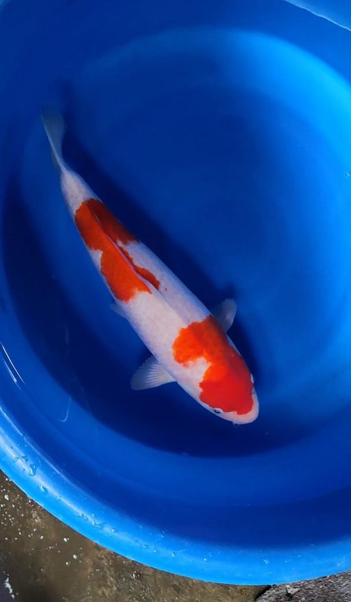 Lelang Koi Online, Jual Beli Ikan Koi, Pusat Jual Beli Koi, Info Lelang Koi Hari Ini, Platform Jual Beli Koi, Jual Beli Ikan Koi Online, Marketplace Ikan Koi, Jual Koi Terbaik, Tempat Beli Koi Berkualitas, Pasar Ikan Koi Online Terpercaya, Penjual Ikan Koi Terpercaya, Beli Koi Hias Online, Ikan Koi untuk Dijual, Koi Kualitas Terbaik, Toko Online Ikan Koi, Koi Hias Untuk Dijual, Jual Beli Ikan Koi Lokal, Koi Indonesia Online, Pusat Jual Beli Koi Terbesar