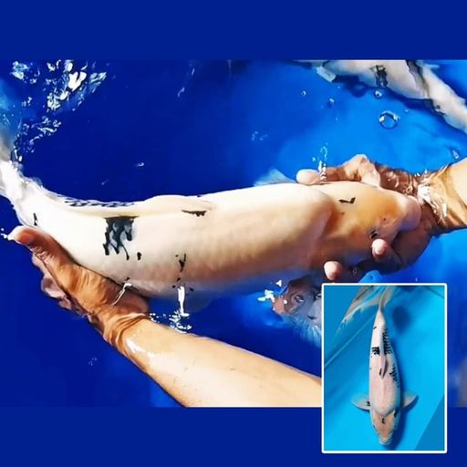 Lelang Koi Online, Jual Beli Ikan Koi, Pusat Jual Beli Koi, Info Lelang Koi Hari Ini, Platform Jual Beli Koi, Jual Beli Ikan Koi Online, Marketplace Ikan Koi, Jual Koi Terbaik, Tempat Beli Koi Berkualitas, Pasar Ikan Koi Online Terpercaya, Penjual Ikan Koi Terpercaya, Beli Koi Hias Online, Ikan Koi untuk Dijual, Koi Kualitas Terbaik, Toko Online Ikan Koi, Koi Hias Untuk Dijual, Jual Beli Ikan Koi Lokal, Koi Indonesia Online, Pusat Jual Beli Koi Terbesar