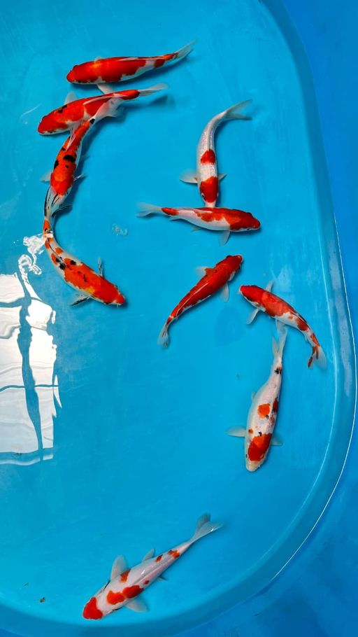 Lelang Koi Online, Jual Beli Ikan Koi, Pusat Jual Beli Koi, Info Lelang Koi Hari Ini, Platform Jual Beli Koi, Jual Beli Ikan Koi Online, Marketplace Ikan Koi, Jual Koi Terbaik, Tempat Beli Koi Berkualitas, Pasar Ikan Koi Online Terpercaya, Penjual Ikan Koi Terpercaya, Beli Koi Hias Online, Ikan Koi untuk Dijual, Koi Kualitas Terbaik, Toko Online Ikan Koi, Koi Hias Untuk Dijual, Jual Beli Ikan Koi Lokal, Koi Indonesia Online, Pusat Jual Beli Koi Terbesar