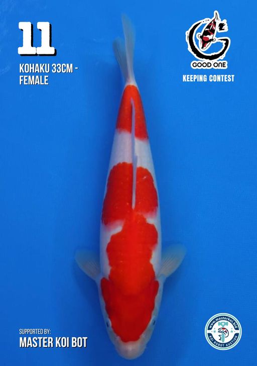 Lelang Koi Online, Jual Beli Ikan Koi, Pusat Jual Beli Koi, Info Lelang Koi Hari Ini, Platform Jual Beli Koi, Jual Beli Ikan Koi Online, Marketplace Ikan Koi, Jual Koi Terbaik, Tempat Beli Koi Berkualitas, Pasar Ikan Koi Online Terpercaya, Penjual Ikan Koi Terpercaya, Beli Koi Hias Online, Ikan Koi untuk Dijual, Koi Kualitas Terbaik, Toko Online Ikan Koi, Koi Hias Untuk Dijual, Jual Beli Ikan Koi Lokal, Koi Indonesia Online, Pusat Jual Beli Koi Terbesar