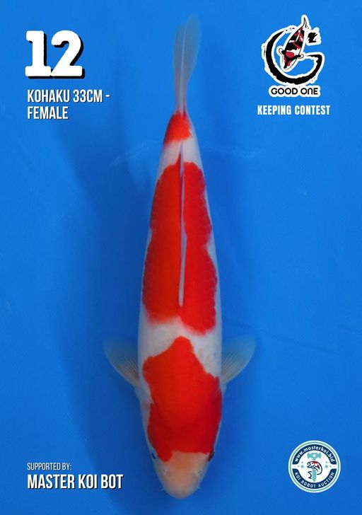 Lelang Koi Online, Jual Beli Ikan Koi, Pusat Jual Beli Koi, Info Lelang Koi Hari Ini, Platform Jual Beli Koi, Jual Beli Ikan Koi Online, Marketplace Ikan Koi, Jual Koi Terbaik, Tempat Beli Koi Berkualitas, Pasar Ikan Koi Online Terpercaya, Penjual Ikan Koi Terpercaya, Beli Koi Hias Online, Ikan Koi untuk Dijual, Koi Kualitas Terbaik, Toko Online Ikan Koi, Koi Hias Untuk Dijual, Jual Beli Ikan Koi Lokal, Koi Indonesia Online, Pusat Jual Beli Koi Terbesar