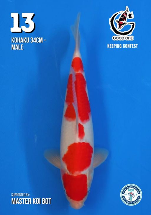 Lelang Koi Online, Jual Beli Ikan Koi, Pusat Jual Beli Koi, Info Lelang Koi Hari Ini, Platform Jual Beli Koi, Jual Beli Ikan Koi Online, Marketplace Ikan Koi, Jual Koi Terbaik, Tempat Beli Koi Berkualitas, Pasar Ikan Koi Online Terpercaya, Penjual Ikan Koi Terpercaya, Beli Koi Hias Online, Ikan Koi untuk Dijual, Koi Kualitas Terbaik, Toko Online Ikan Koi, Koi Hias Untuk Dijual, Jual Beli Ikan Koi Lokal, Koi Indonesia Online, Pusat Jual Beli Koi Terbesar