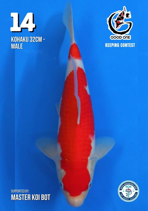 Lelang Koi Online, Jual Beli Ikan Koi, Pusat Jual Beli Koi, Info Lelang Koi Hari Ini, Platform Jual Beli Koi, Jual Beli Ikan Koi Online, Marketplace Ikan Koi, Jual Koi Terbaik, Tempat Beli Koi Berkualitas, Pasar Ikan Koi Online Terpercaya, Penjual Ikan Koi Terpercaya, Beli Koi Hias Online, Ikan Koi untuk Dijual, Koi Kualitas Terbaik, Toko Online Ikan Koi, Koi Hias Untuk Dijual, Jual Beli Ikan Koi Lokal, Koi Indonesia Online, Pusat Jual Beli Koi Terbesar