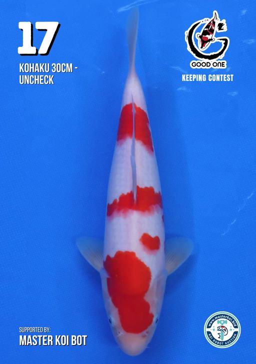 Lelang Koi Online, Jual Beli Ikan Koi, Pusat Jual Beli Koi, Info Lelang Koi Hari Ini, Platform Jual Beli Koi, Jual Beli Ikan Koi Online, Marketplace Ikan Koi, Jual Koi Terbaik, Tempat Beli Koi Berkualitas, Pasar Ikan Koi Online Terpercaya, Penjual Ikan Koi Terpercaya, Beli Koi Hias Online, Ikan Koi untuk Dijual, Koi Kualitas Terbaik, Toko Online Ikan Koi, Koi Hias Untuk Dijual, Jual Beli Ikan Koi Lokal, Koi Indonesia Online, Pusat Jual Beli Koi Terbesar