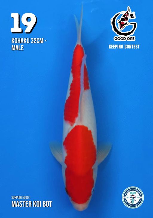 Lelang Koi Online, Jual Beli Ikan Koi, Pusat Jual Beli Koi, Info Lelang Koi Hari Ini, Platform Jual Beli Koi, Jual Beli Ikan Koi Online, Marketplace Ikan Koi, Jual Koi Terbaik, Tempat Beli Koi Berkualitas, Pasar Ikan Koi Online Terpercaya, Penjual Ikan Koi Terpercaya, Beli Koi Hias Online, Ikan Koi untuk Dijual, Koi Kualitas Terbaik, Toko Online Ikan Koi, Koi Hias Untuk Dijual, Jual Beli Ikan Koi Lokal, Koi Indonesia Online, Pusat Jual Beli Koi Terbesar