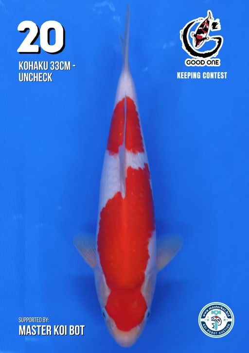 Lelang Koi Online, Jual Beli Ikan Koi, Pusat Jual Beli Koi, Info Lelang Koi Hari Ini, Platform Jual Beli Koi, Jual Beli Ikan Koi Online, Marketplace Ikan Koi, Jual Koi Terbaik, Tempat Beli Koi Berkualitas, Pasar Ikan Koi Online Terpercaya, Penjual Ikan Koi Terpercaya, Beli Koi Hias Online, Ikan Koi untuk Dijual, Koi Kualitas Terbaik, Toko Online Ikan Koi, Koi Hias Untuk Dijual, Jual Beli Ikan Koi Lokal, Koi Indonesia Online, Pusat Jual Beli Koi Terbesar