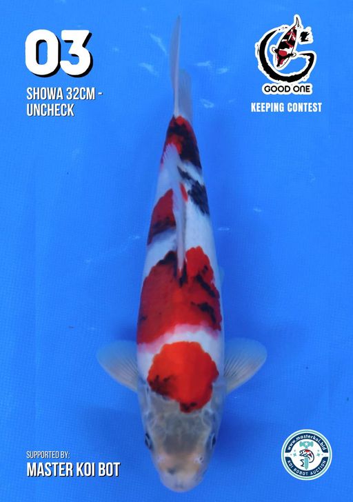 Lelang Koi Online, Jual Beli Ikan Koi, Pusat Jual Beli Koi, Info Lelang Koi Hari Ini, Platform Jual Beli Koi, Jual Beli Ikan Koi Online, Marketplace Ikan Koi, Jual Koi Terbaik, Tempat Beli Koi Berkualitas, Pasar Ikan Koi Online Terpercaya, Penjual Ikan Koi Terpercaya, Beli Koi Hias Online, Ikan Koi untuk Dijual, Koi Kualitas Terbaik, Toko Online Ikan Koi, Koi Hias Untuk Dijual, Jual Beli Ikan Koi Lokal, Koi Indonesia Online, Pusat Jual Beli Koi Terbesar