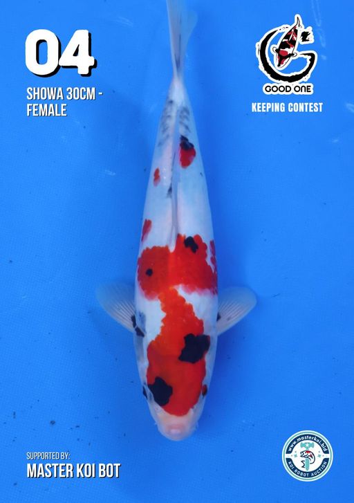 Lelang Koi Online, Jual Beli Ikan Koi, Pusat Jual Beli Koi, Info Lelang Koi Hari Ini, Platform Jual Beli Koi, Jual Beli Ikan Koi Online, Marketplace Ikan Koi, Jual Koi Terbaik, Tempat Beli Koi Berkualitas, Pasar Ikan Koi Online Terpercaya, Penjual Ikan Koi Terpercaya, Beli Koi Hias Online, Ikan Koi untuk Dijual, Koi Kualitas Terbaik, Toko Online Ikan Koi, Koi Hias Untuk Dijual, Jual Beli Ikan Koi Lokal, Koi Indonesia Online, Pusat Jual Beli Koi Terbesar