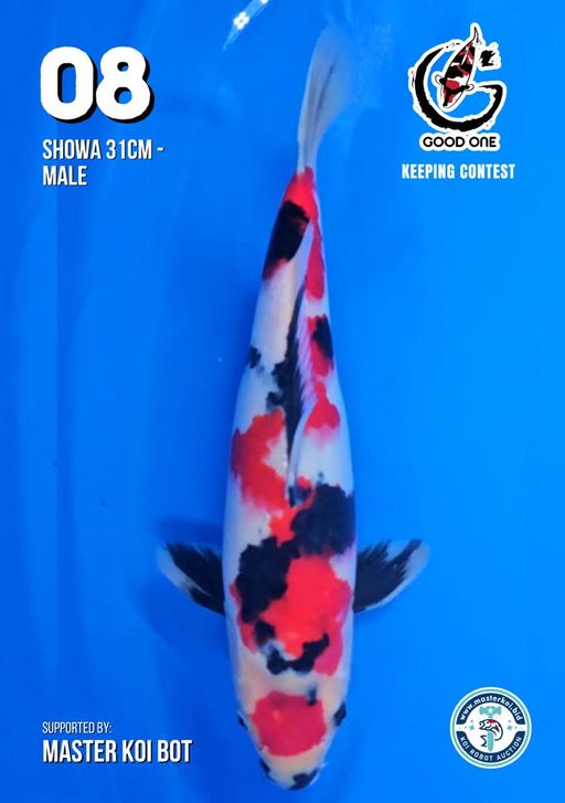 Lelang Koi Online, Jual Beli Ikan Koi, Pusat Jual Beli Koi, Info Lelang Koi Hari Ini, Platform Jual Beli Koi, Jual Beli Ikan Koi Online, Marketplace Ikan Koi, Jual Koi Terbaik, Tempat Beli Koi Berkualitas, Pasar Ikan Koi Online Terpercaya, Penjual Ikan Koi Terpercaya, Beli Koi Hias Online, Ikan Koi untuk Dijual, Koi Kualitas Terbaik, Toko Online Ikan Koi, Koi Hias Untuk Dijual, Jual Beli Ikan Koi Lokal, Koi Indonesia Online, Pusat Jual Beli Koi Terbesar