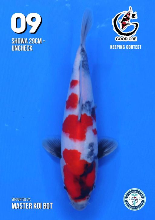 Lelang Koi Online, Jual Beli Ikan Koi, Pusat Jual Beli Koi, Info Lelang Koi Hari Ini, Platform Jual Beli Koi, Jual Beli Ikan Koi Online, Marketplace Ikan Koi, Jual Koi Terbaik, Tempat Beli Koi Berkualitas, Pasar Ikan Koi Online Terpercaya, Penjual Ikan Koi Terpercaya, Beli Koi Hias Online, Ikan Koi untuk Dijual, Koi Kualitas Terbaik, Toko Online Ikan Koi, Koi Hias Untuk Dijual, Jual Beli Ikan Koi Lokal, Koi Indonesia Online, Pusat Jual Beli Koi Terbesar