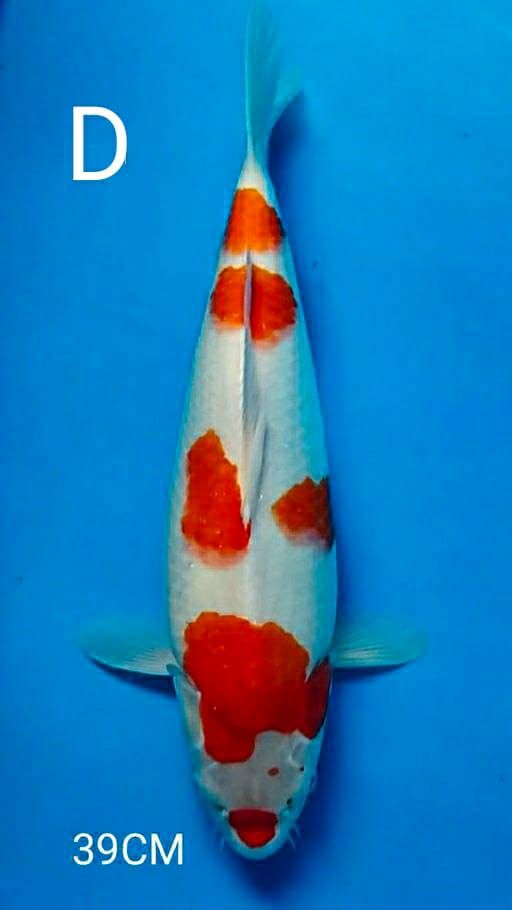 Lelang Koi Online, Jual Beli Ikan Koi, Pusat Jual Beli Koi, Info Lelang Koi Hari Ini, Platform Jual Beli Koi, Jual Beli Ikan Koi Online, Marketplace Ikan Koi, Jual Koi Terbaik, Tempat Beli Koi Berkualitas, Pasar Ikan Koi Online Terpercaya, Penjual Ikan Koi Terpercaya, Beli Koi Hias Online, Ikan Koi untuk Dijual, Koi Kualitas Terbaik, Toko Online Ikan Koi, Koi Hias Untuk Dijual, Jual Beli Ikan Koi Lokal, Koi Indonesia Online, Pusat Jual Beli Koi Terbesar