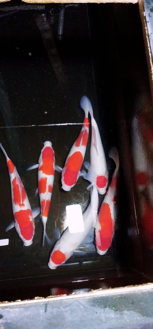 Lelang Koi Online, Jual Beli Ikan Koi, Pusat Jual Beli Koi, Info Lelang Koi Hari Ini, Platform Jual Beli Koi, Jual Beli Ikan Koi Online, Marketplace Ikan Koi, Jual Koi Terbaik, Tempat Beli Koi Berkualitas, Pasar Ikan Koi Online Terpercaya, Penjual Ikan Koi Terpercaya, Beli Koi Hias Online, Ikan Koi untuk Dijual, Koi Kualitas Terbaik, Toko Online Ikan Koi, Koi Hias Untuk Dijual, Jual Beli Ikan Koi Lokal, Koi Indonesia Online, Pusat Jual Beli Koi Terbesar