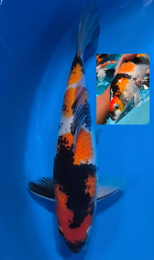 Lelang Koi Online, Jual Beli Ikan Koi, Pusat Jual Beli Koi, Info Lelang Koi Hari Ini, Platform Jual Beli Koi, Jual Beli Ikan Koi Online, Marketplace Ikan Koi, Jual Koi Terbaik, Tempat Beli Koi Berkualitas, Pasar Ikan Koi Online Terpercaya, Penjual Ikan Koi Terpercaya, Beli Koi Hias Online, Ikan Koi untuk Dijual, Koi Kualitas Terbaik, Toko Online Ikan Koi, Koi Hias Untuk Dijual, Jual Beli Ikan Koi Lokal, Koi Indonesia Online, Pusat Jual Beli Koi Terbesar