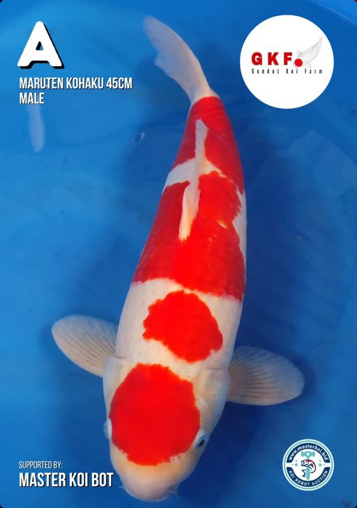 Lelang Koi Online, Jual Beli Ikan Koi, Pusat Jual Beli Koi, Info Lelang Koi Hari Ini, Platform Jual Beli Koi, Jual Beli Ikan Koi Online, Marketplace Ikan Koi, Jual Koi Terbaik, Tempat Beli Koi Berkualitas, Pasar Ikan Koi Online Terpercaya, Penjual Ikan Koi Terpercaya, Beli Koi Hias Online, Ikan Koi untuk Dijual, Koi Kualitas Terbaik, Toko Online Ikan Koi, Koi Hias Untuk Dijual, Jual Beli Ikan Koi Lokal, Koi Indonesia Online, Pusat Jual Beli Koi Terbesar