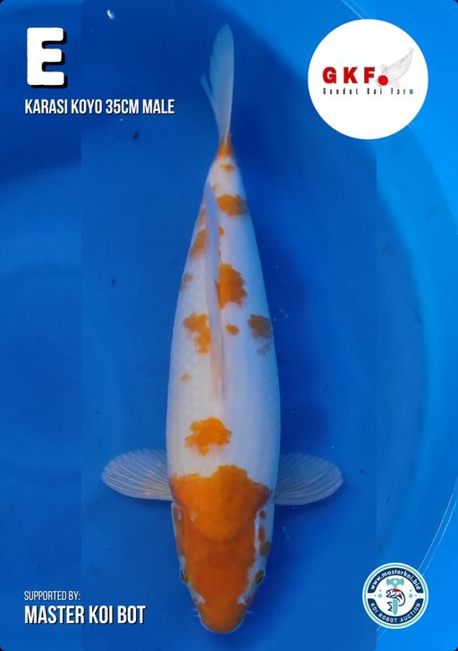 Lelang Koi Online, Jual Beli Ikan Koi, Pusat Jual Beli Koi, Info Lelang Koi Hari Ini, Platform Jual Beli Koi, Jual Beli Ikan Koi Online, Marketplace Ikan Koi, Jual Koi Terbaik, Tempat Beli Koi Berkualitas, Pasar Ikan Koi Online Terpercaya, Penjual Ikan Koi Terpercaya, Beli Koi Hias Online, Ikan Koi untuk Dijual, Koi Kualitas Terbaik, Toko Online Ikan Koi, Koi Hias Untuk Dijual, Jual Beli Ikan Koi Lokal, Koi Indonesia Online, Pusat Jual Beli Koi Terbesar
