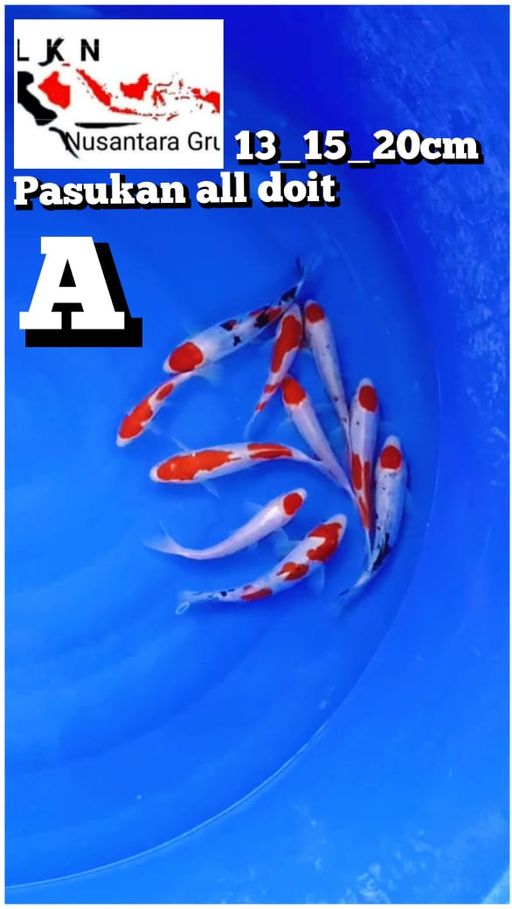 Lelang Koi Online, Jual Beli Ikan Koi, Pusat Jual Beli Koi, Info Lelang Koi Hari Ini, Platform Jual Beli Koi, Jual Beli Ikan Koi Online, Marketplace Ikan Koi, Jual Koi Terbaik, Tempat Beli Koi Berkualitas, Pasar Ikan Koi Online Terpercaya, Penjual Ikan Koi Terpercaya, Beli Koi Hias Online, Ikan Koi untuk Dijual, Koi Kualitas Terbaik, Toko Online Ikan Koi, Koi Hias Untuk Dijual, Jual Beli Ikan Koi Lokal, Koi Indonesia Online, Pusat Jual Beli Koi Terbesar