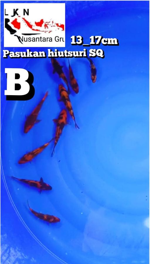 Lelang Koi Online, Jual Beli Ikan Koi, Pusat Jual Beli Koi, Info Lelang Koi Hari Ini, Platform Jual Beli Koi, Jual Beli Ikan Koi Online, Marketplace Ikan Koi, Jual Koi Terbaik, Tempat Beli Koi Berkualitas, Pasar Ikan Koi Online Terpercaya, Penjual Ikan Koi Terpercaya, Beli Koi Hias Online, Ikan Koi untuk Dijual, Koi Kualitas Terbaik, Toko Online Ikan Koi, Koi Hias Untuk Dijual, Jual Beli Ikan Koi Lokal, Koi Indonesia Online, Pusat Jual Beli Koi Terbesar