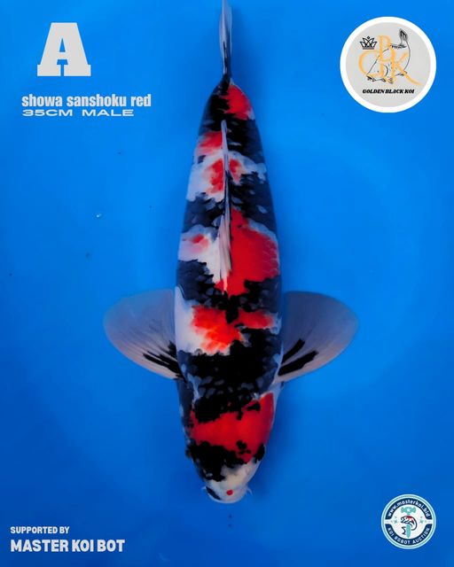 Lelang Koi Online, Jual Beli Ikan Koi, Pusat Jual Beli Koi, Info Lelang Koi Hari Ini, Platform Jual Beli Koi, Jual Beli Ikan Koi Online, Marketplace Ikan Koi, Jual Koi Terbaik, Tempat Beli Koi Berkualitas, Pasar Ikan Koi Online Terpercaya, Penjual Ikan Koi Terpercaya, Beli Koi Hias Online, Ikan Koi untuk Dijual, Koi Kualitas Terbaik, Toko Online Ikan Koi, Koi Hias Untuk Dijual, Jual Beli Ikan Koi Lokal, Koi Indonesia Online, Pusat Jual Beli Koi Terbesar