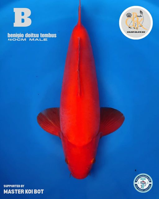 Lelang Koi Online, Jual Beli Ikan Koi, Pusat Jual Beli Koi, Info Lelang Koi Hari Ini, Platform Jual Beli Koi, Jual Beli Ikan Koi Online, Marketplace Ikan Koi, Jual Koi Terbaik, Tempat Beli Koi Berkualitas, Pasar Ikan Koi Online Terpercaya, Penjual Ikan Koi Terpercaya, Beli Koi Hias Online, Ikan Koi untuk Dijual, Koi Kualitas Terbaik, Toko Online Ikan Koi, Koi Hias Untuk Dijual, Jual Beli Ikan Koi Lokal, Koi Indonesia Online, Pusat Jual Beli Koi Terbesar