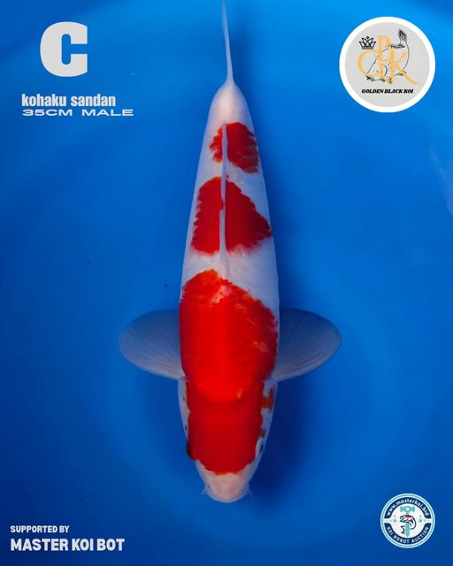 Lelang Koi Online, Jual Beli Ikan Koi, Pusat Jual Beli Koi, Info Lelang Koi Hari Ini, Platform Jual Beli Koi, Jual Beli Ikan Koi Online, Marketplace Ikan Koi, Jual Koi Terbaik, Tempat Beli Koi Berkualitas, Pasar Ikan Koi Online Terpercaya, Penjual Ikan Koi Terpercaya, Beli Koi Hias Online, Ikan Koi untuk Dijual, Koi Kualitas Terbaik, Toko Online Ikan Koi, Koi Hias Untuk Dijual, Jual Beli Ikan Koi Lokal, Koi Indonesia Online, Pusat Jual Beli Koi Terbesar