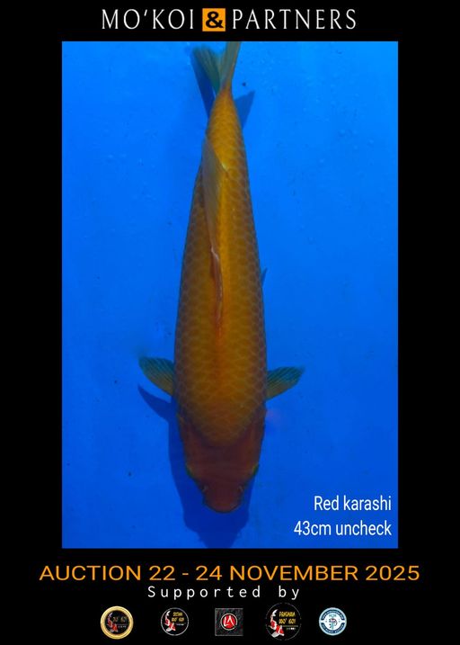 Lelang Koi Online, Jual Beli Ikan Koi, Pusat Jual Beli Koi, Info Lelang Koi Hari Ini, Platform Jual Beli Koi, Jual Beli Ikan Koi Online, Marketplace Ikan Koi, Jual Koi Terbaik, Tempat Beli Koi Berkualitas, Pasar Ikan Koi Online Terpercaya, Penjual Ikan Koi Terpercaya, Beli Koi Hias Online, Ikan Koi untuk Dijual, Koi Kualitas Terbaik, Toko Online Ikan Koi, Koi Hias Untuk Dijual, Jual Beli Ikan Koi Lokal, Koi Indonesia Online, Pusat Jual Beli Koi Terbesar