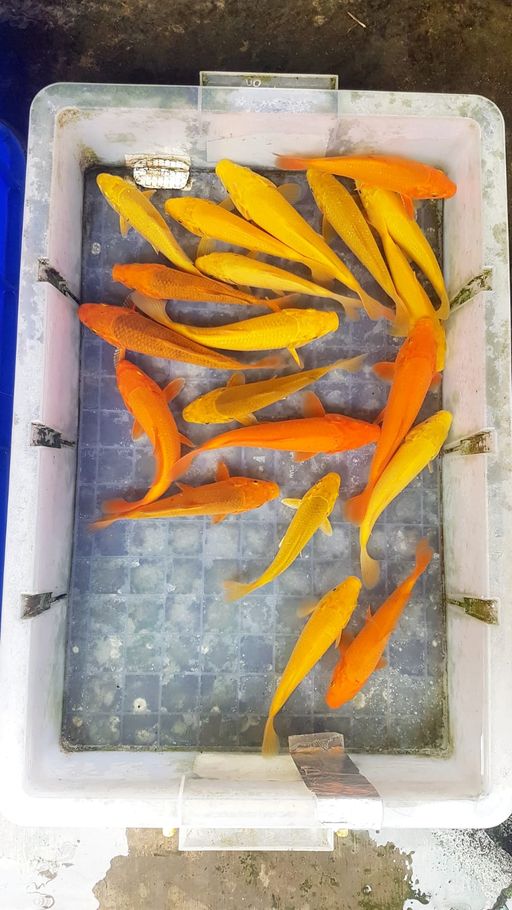 Lelang Koi Online, Jual Beli Ikan Koi, Pusat Jual Beli Koi, Info Lelang Koi Hari Ini, Platform Jual Beli Koi, Jual Beli Ikan Koi Online, Marketplace Ikan Koi, Jual Koi Terbaik, Tempat Beli Koi Berkualitas, Pasar Ikan Koi Online Terpercaya, Penjual Ikan Koi Terpercaya, Beli Koi Hias Online, Ikan Koi untuk Dijual, Koi Kualitas Terbaik, Toko Online Ikan Koi, Koi Hias Untuk Dijual, Jual Beli Ikan Koi Lokal, Koi Indonesia Online, Pusat Jual Beli Koi Terbesar