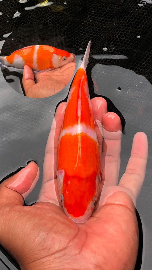 Lelang Koi Online, Jual Beli Ikan Koi, Pusat Jual Beli Koi, Info Lelang Koi Hari Ini, Platform Jual Beli Koi, Jual Beli Ikan Koi Online, Marketplace Ikan Koi, Jual Koi Terbaik, Tempat Beli Koi Berkualitas, Pasar Ikan Koi Online Terpercaya, Penjual Ikan Koi Terpercaya, Beli Koi Hias Online, Ikan Koi untuk Dijual, Koi Kualitas Terbaik, Toko Online Ikan Koi, Koi Hias Untuk Dijual, Jual Beli Ikan Koi Lokal, Koi Indonesia Online, Pusat Jual Beli Koi Terbesar