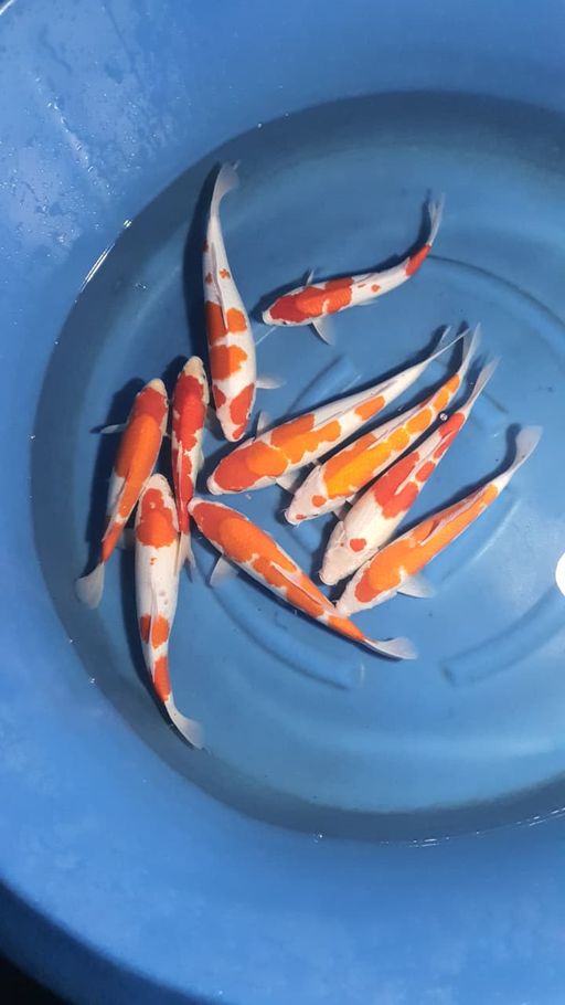 Lelang Koi Online, Jual Beli Ikan Koi, Pusat Jual Beli Koi, Info Lelang Koi Hari Ini, Platform Jual Beli Koi, Jual Beli Ikan Koi Online, Marketplace Ikan Koi, Jual Koi Terbaik, Tempat Beli Koi Berkualitas, Pasar Ikan Koi Online Terpercaya, Penjual Ikan Koi Terpercaya, Beli Koi Hias Online, Ikan Koi untuk Dijual, Koi Kualitas Terbaik, Toko Online Ikan Koi, Koi Hias Untuk Dijual, Jual Beli Ikan Koi Lokal, Koi Indonesia Online, Pusat Jual Beli Koi Terbesar