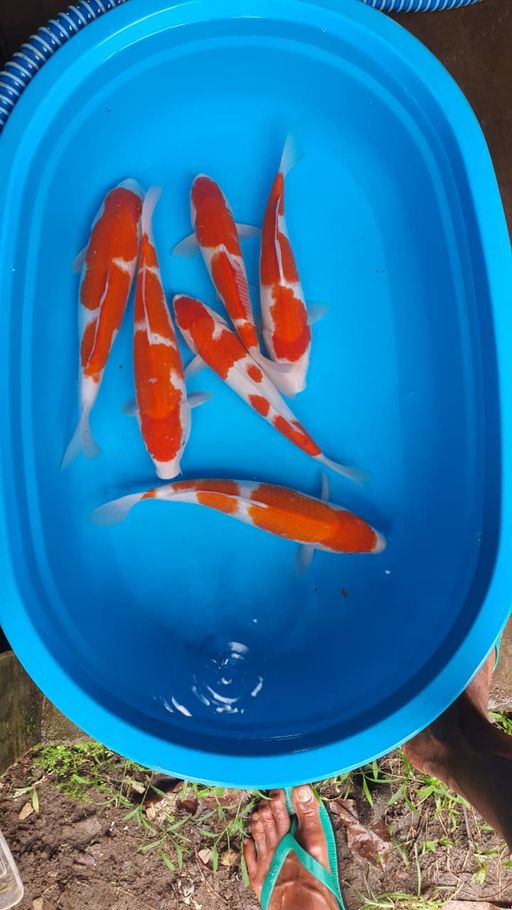 Lelang Koi Online, Jual Beli Ikan Koi, Pusat Jual Beli Koi, Info Lelang Koi Hari Ini, Platform Jual Beli Koi, Jual Beli Ikan Koi Online, Marketplace Ikan Koi, Jual Koi Terbaik, Tempat Beli Koi Berkualitas, Pasar Ikan Koi Online Terpercaya, Penjual Ikan Koi Terpercaya, Beli Koi Hias Online, Ikan Koi untuk Dijual, Koi Kualitas Terbaik, Toko Online Ikan Koi, Koi Hias Untuk Dijual, Jual Beli Ikan Koi Lokal, Koi Indonesia Online, Pusat Jual Beli Koi Terbesar