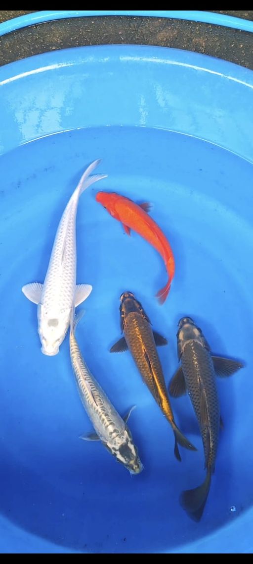 Lelang Koi Online, Jual Beli Ikan Koi, Pusat Jual Beli Koi, Info Lelang Koi Hari Ini, Platform Jual Beli Koi, Jual Beli Ikan Koi Online, Marketplace Ikan Koi, Jual Koi Terbaik, Tempat Beli Koi Berkualitas, Pasar Ikan Koi Online Terpercaya, Penjual Ikan Koi Terpercaya, Beli Koi Hias Online, Ikan Koi untuk Dijual, Koi Kualitas Terbaik, Toko Online Ikan Koi, Koi Hias Untuk Dijual, Jual Beli Ikan Koi Lokal, Koi Indonesia Online, Pusat Jual Beli Koi Terbesar
