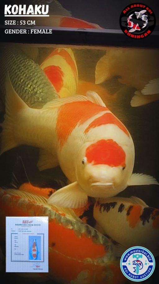 Lelang Koi Online, Jual Beli Ikan Koi, Pusat Jual Beli Koi, Info Lelang Koi Hari Ini, Platform Jual Beli Koi, Jual Beli Ikan Koi Online, Marketplace Ikan Koi, Jual Koi Terbaik, Tempat Beli Koi Berkualitas, Pasar Ikan Koi Online Terpercaya, Penjual Ikan Koi Terpercaya, Beli Koi Hias Online, Ikan Koi untuk Dijual, Koi Kualitas Terbaik, Toko Online Ikan Koi, Koi Hias Untuk Dijual, Jual Beli Ikan Koi Lokal, Koi Indonesia Online, Pusat Jual Beli Koi Terbesar