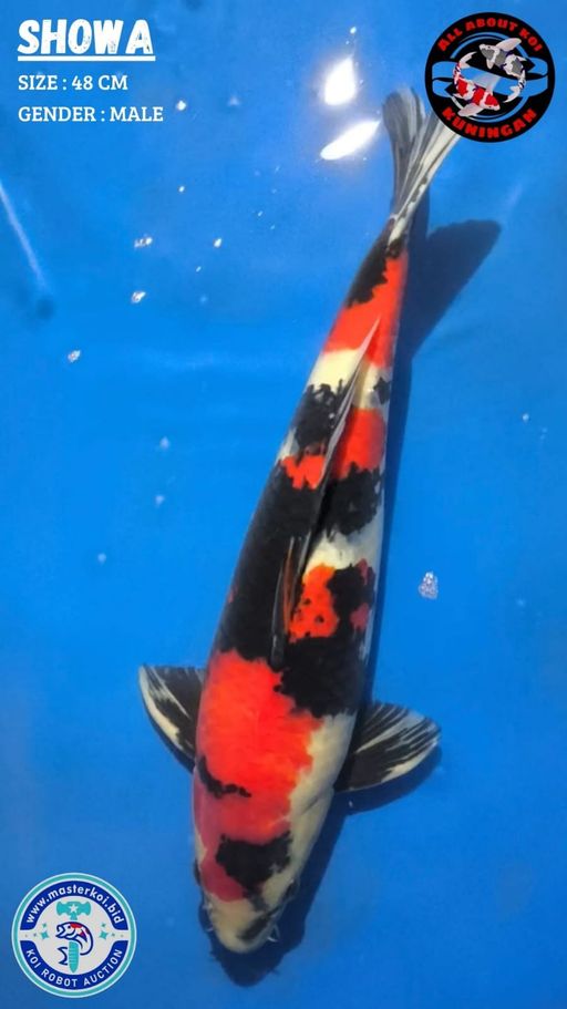 Lelang Koi Online, Jual Beli Ikan Koi, Pusat Jual Beli Koi, Info Lelang Koi Hari Ini, Platform Jual Beli Koi, Jual Beli Ikan Koi Online, Marketplace Ikan Koi, Jual Koi Terbaik, Tempat Beli Koi Berkualitas, Pasar Ikan Koi Online Terpercaya, Penjual Ikan Koi Terpercaya, Beli Koi Hias Online, Ikan Koi untuk Dijual, Koi Kualitas Terbaik, Toko Online Ikan Koi, Koi Hias Untuk Dijual, Jual Beli Ikan Koi Lokal, Koi Indonesia Online, Pusat Jual Beli Koi Terbesar