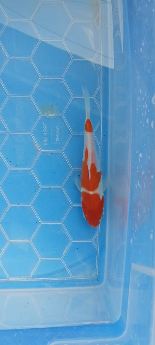 Lelang Koi Online, Jual Beli Ikan Koi, Pusat Jual Beli Koi, Info Lelang Koi Hari Ini, Platform Jual Beli Koi, Jual Beli Ikan Koi Online, Marketplace Ikan Koi, Jual Koi Terbaik, Tempat Beli Koi Berkualitas, Pasar Ikan Koi Online Terpercaya, Penjual Ikan Koi Terpercaya, Beli Koi Hias Online, Ikan Koi untuk Dijual, Koi Kualitas Terbaik, Toko Online Ikan Koi, Koi Hias Untuk Dijual, Jual Beli Ikan Koi Lokal, Koi Indonesia Online, Pusat Jual Beli Koi Terbesar