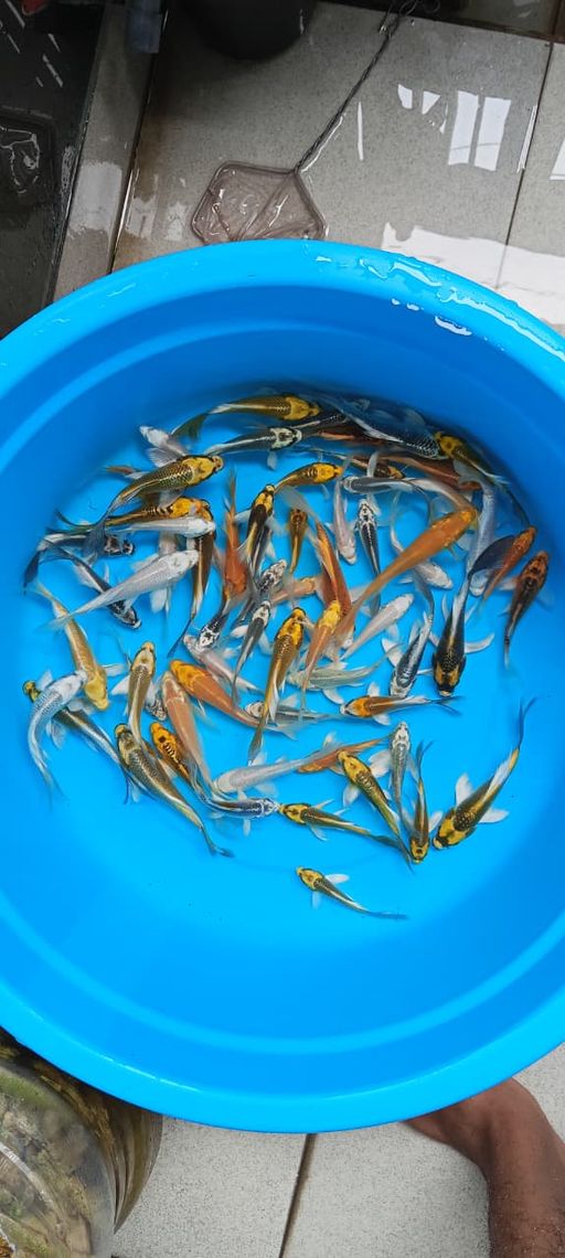 Lelang Koi Online, Jual Beli Ikan Koi, Pusat Jual Beli Koi, Info Lelang Koi Hari Ini, Platform Jual Beli Koi, Jual Beli Ikan Koi Online, Marketplace Ikan Koi, Jual Koi Terbaik, Tempat Beli Koi Berkualitas, Pasar Ikan Koi Online Terpercaya, Penjual Ikan Koi Terpercaya, Beli Koi Hias Online, Ikan Koi untuk Dijual, Koi Kualitas Terbaik, Toko Online Ikan Koi, Koi Hias Untuk Dijual, Jual Beli Ikan Koi Lokal, Koi Indonesia Online, Pusat Jual Beli Koi Terbesar