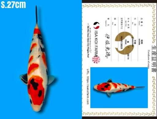 Lelang Koi Online, Jual Beli Ikan Koi, Pusat Jual Beli Koi, Info Lelang Koi Hari Ini, Platform Jual Beli Koi, Jual Beli Ikan Koi Online, Marketplace Ikan Koi, Jual Koi Terbaik, Tempat Beli Koi Berkualitas, Pasar Ikan Koi Online Terpercaya, Penjual Ikan Koi Terpercaya, Beli Koi Hias Online, Ikan Koi untuk Dijual, Koi Kualitas Terbaik, Toko Online Ikan Koi, Koi Hias Untuk Dijual, Jual Beli Ikan Koi Lokal, Koi Indonesia Online, Pusat Jual Beli Koi Terbesar