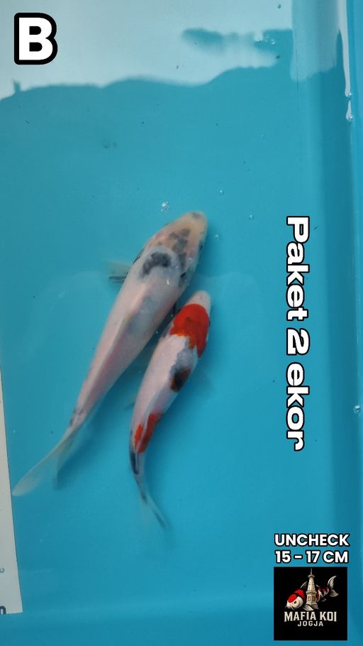 Lelang Koi Online, Jual Beli Ikan Koi, Pusat Jual Beli Koi, Info Lelang Koi Hari Ini, Platform Jual Beli Koi, Jual Beli Ikan Koi Online, Marketplace Ikan Koi, Jual Koi Terbaik, Tempat Beli Koi Berkualitas, Pasar Ikan Koi Online Terpercaya, Penjual Ikan Koi Terpercaya, Beli Koi Hias Online, Ikan Koi untuk Dijual, Koi Kualitas Terbaik, Toko Online Ikan Koi, Koi Hias Untuk Dijual, Jual Beli Ikan Koi Lokal, Koi Indonesia Online, Pusat Jual Beli Koi Terbesar