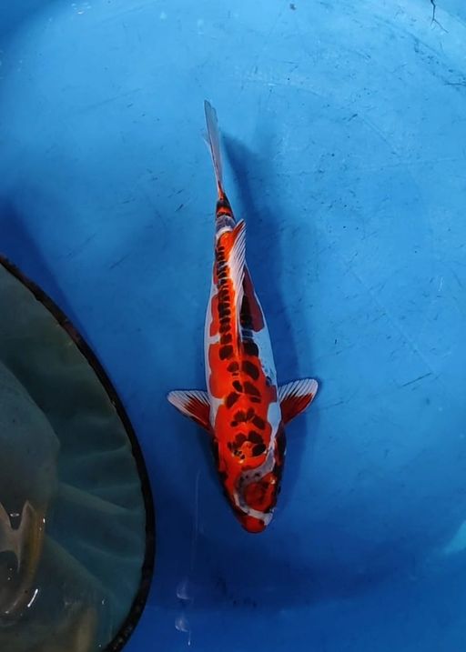 Lelang Koi Online, Jual Beli Ikan Koi, Pusat Jual Beli Koi, Info Lelang Koi Hari Ini, Platform Jual Beli Koi, Jual Beli Ikan Koi Online, Marketplace Ikan Koi, Jual Koi Terbaik, Tempat Beli Koi Berkualitas, Pasar Ikan Koi Online Terpercaya, Penjual Ikan Koi Terpercaya, Beli Koi Hias Online, Ikan Koi untuk Dijual, Koi Kualitas Terbaik, Toko Online Ikan Koi, Koi Hias Untuk Dijual, Jual Beli Ikan Koi Lokal, Koi Indonesia Online, Pusat Jual Beli Koi Terbesar