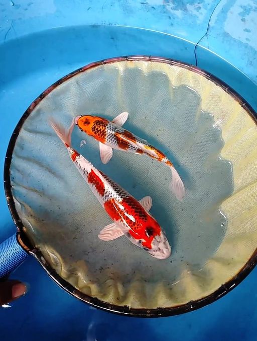 Lelang Koi Online, Jual Beli Ikan Koi, Pusat Jual Beli Koi, Info Lelang Koi Hari Ini, Platform Jual Beli Koi, Jual Beli Ikan Koi Online, Marketplace Ikan Koi, Jual Koi Terbaik, Tempat Beli Koi Berkualitas, Pasar Ikan Koi Online Terpercaya, Penjual Ikan Koi Terpercaya, Beli Koi Hias Online, Ikan Koi untuk Dijual, Koi Kualitas Terbaik, Toko Online Ikan Koi, Koi Hias Untuk Dijual, Jual Beli Ikan Koi Lokal, Koi Indonesia Online, Pusat Jual Beli Koi Terbesar
