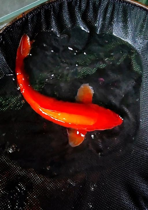 Lelang Koi Online, Jual Beli Ikan Koi, Pusat Jual Beli Koi, Info Lelang Koi Hari Ini, Platform Jual Beli Koi, Jual Beli Ikan Koi Online, Marketplace Ikan Koi, Jual Koi Terbaik, Tempat Beli Koi Berkualitas, Pasar Ikan Koi Online Terpercaya, Penjual Ikan Koi Terpercaya, Beli Koi Hias Online, Ikan Koi untuk Dijual, Koi Kualitas Terbaik, Toko Online Ikan Koi, Koi Hias Untuk Dijual, Jual Beli Ikan Koi Lokal, Koi Indonesia Online, Pusat Jual Beli Koi Terbesar