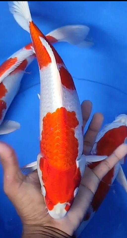 Lelang Koi Online, Jual Beli Ikan Koi, Pusat Jual Beli Koi, Info Lelang Koi Hari Ini, Platform Jual Beli Koi, Jual Beli Ikan Koi Online, Marketplace Ikan Koi, Jual Koi Terbaik, Tempat Beli Koi Berkualitas, Pasar Ikan Koi Online Terpercaya, Penjual Ikan Koi Terpercaya, Beli Koi Hias Online, Ikan Koi untuk Dijual, Koi Kualitas Terbaik, Toko Online Ikan Koi, Koi Hias Untuk Dijual, Jual Beli Ikan Koi Lokal, Koi Indonesia Online, Pusat Jual Beli Koi Terbesar